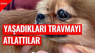 Sahipleri tarafından şiddete uğrayan 4 köpek yediemine teslim edildi [upl. by Erle]