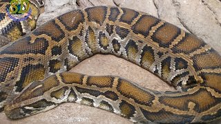 WOW Amazing Sound Of Python Snake  The Burmese python [upl. by Adleremse]