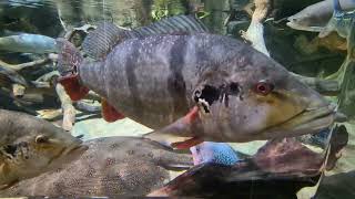 Fearless Fun at Gdynia Aquarium and Beaches [upl. by Yllak]