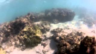 Snorkeling In Laie Bay Hawaii [upl. by Ahsikad]