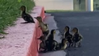 Ducklings Struggle to Climb up Curb While Crossing Street Behind Mother Duck [upl. by Soirtimid]