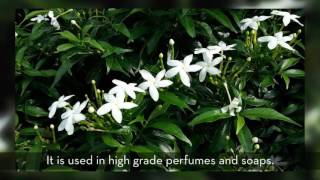 Jasmine Grandiflorum The King of Flowers [upl. by Isnam]