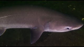 Bluntnose Sixgill Shark [upl. by Cates962]