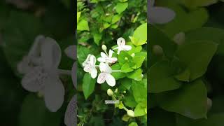 Pseuderanthemumcarruthersii GokarnaJasmine [upl. by Atena]