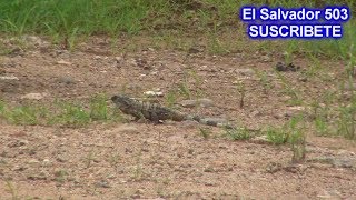 Video de el Garrobo Salvadoreño  El Salvador 503 [upl. by Nevuer]