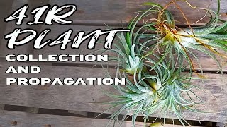 Air plant collection and propagation Tillandsia propagation [upl. by Nus]