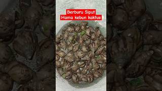 Ternyata ini pemakan kaktus Dorstenia Siput banyak banget‼️ aridzona kaktus sukulen [upl. by Islaen]