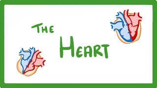 GCSE Biology  The Heart 23 [upl. by Yunick]