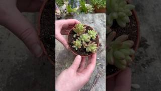 Tips For Propagating Succulents [upl. by Ronnica]