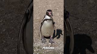 Why do penguins waddle [upl. by Gamages]