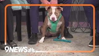 Petline 9 Pitbullterrier mix Sunkist seeks her forever home [upl. by Yrhcaz]