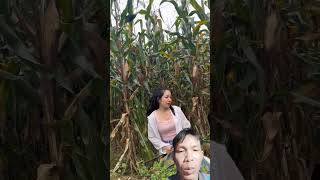 Theo cô gái thu hoạch ngô 🌽shortvideo xuhuongyoutube funny [upl. by Berkeley]