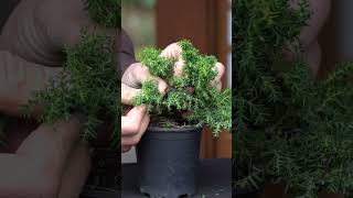 Cryptomeria progression Japanese cedar Bonsai bonsai [upl. by Irrek432]