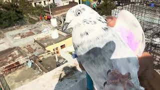 pigeon breeding tips and tricks 👍ninja teknik pigeon [upl. by Spanos971]