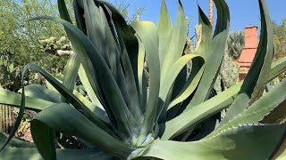 Agave salmiana [upl. by Fin]