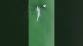 Dolphin attacks Jack Crevalle dolphin attack beach fishing [upl. by Oribella]