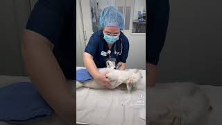 Skill 1 prepping and positioning a canine orchiectomy [upl. by Lyrred719]