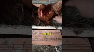 quot¡El secreto detrás del cacareo de las gallinas 🤯🐓quot pollo gallinasponedoras gallinas pollitos [upl. by Nosac16]