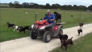 Beloka Kelpies running with the Quad Bike [upl. by Ahsieuqal]