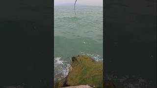 Mancing Belanak Diganggu Ikan Ini Tapi Tarikannya Asyik Juga [upl. by Aikrehs885]