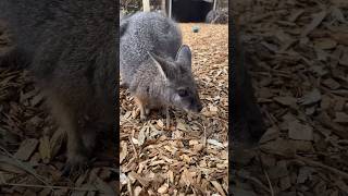 Welcome to Werribee Open Range Zoo  Things to do at Werribee Zoo [upl. by Kondon328]