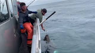 BIG HALIBUT  ALASKA [upl. by Matthus679]