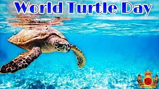 World Turtle Day [upl. by Marcelia]