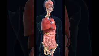 See Organs Inside Human Body [upl. by Ewen799]