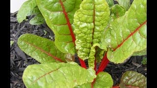 Growing Swiss Chard [upl. by Thgiwed]