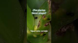 RECETA PARA COMBATIR LAS PLAGAS EN TUS PLANTAS plantas recetas plagas [upl. by Billi811]