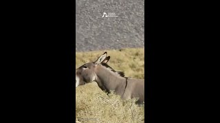 Burros Being Burros [upl. by Efeek]