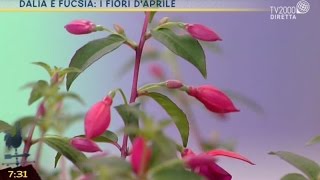 Dalia e fucsia i fiori daprile [upl. by Burdelle]