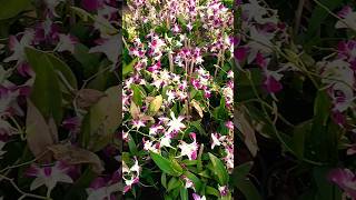 Orchids plant with beautiful flowers my mom love this flowers 🌷🌷 [upl. by Honorine943]