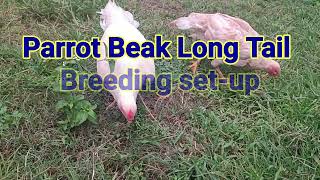 Parrot Beak Long Tail Breeding setup Chhindwara Madhya Pradesh 8103145060 [upl. by Arym]