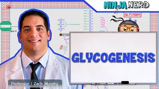 Metabolism  Glycogenesis [upl. by Antonio]