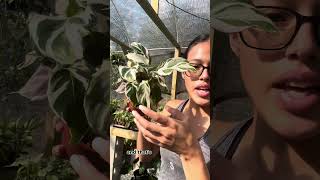 The Difference Between Calathea Stella vs Calathea White Fusion plants prayerplant houseplants [upl. by Notreb885]