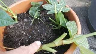 Making more  propagating Fatsia Japonica [upl. by Harvison]