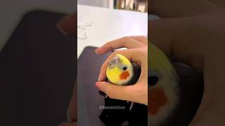 Adorable Cockatiel Larrys Cute Singing Moments ❤️ 🎶 🦜 cockatielscraze [upl. by Sitnerp]