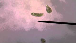 Living Euglena Gracilis Swimming Under Microscope [upl. by Nohshan499]