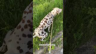 Our sweet Dalmatian dog Hope at our daily routine in Reutlingen dalmatians dalmatiner reutlingen [upl. by Traggat]