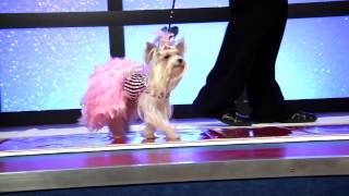 Stacy Pet Design Fashion Show [upl. by Baker201]