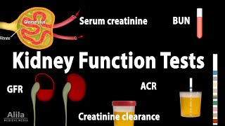 Kidney Function Tests Animation [upl. by Anhpad520]