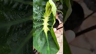 Colocasia White Lava 🤍 saytorplants colocasia colocasiawhitelava esculenta viral sucesso diy [upl. by Dennie]