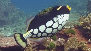 Filefish amp Triggerfishes  Reef Life of the Andaman  Part 12 [upl. by Kliment]