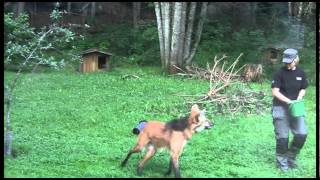 Feeding the Maned wolf  Nordens Ark [upl. by Anetsirhc]