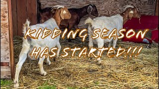 BOER GOAT BREEDING UPDATE 2024 [upl. by Sudbury852]