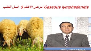 امراض الاغنام 5 السل الكاذب Caseous lymphadenitis [upl. by Ede]