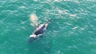 Whale’s with their Calf off lambert beach mackay 4k [upl. by Zurkow822]