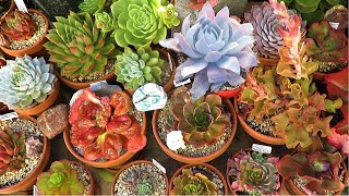 These Succulents Can Survive The Winter Frost  Growing Succulents with LizK [upl. by Schoening693]