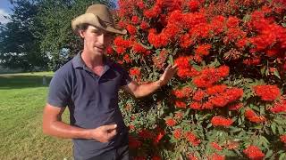 CORYMBIA FICIFOLIA quotRED FLOWERING GUMquot [upl. by Remmus988]